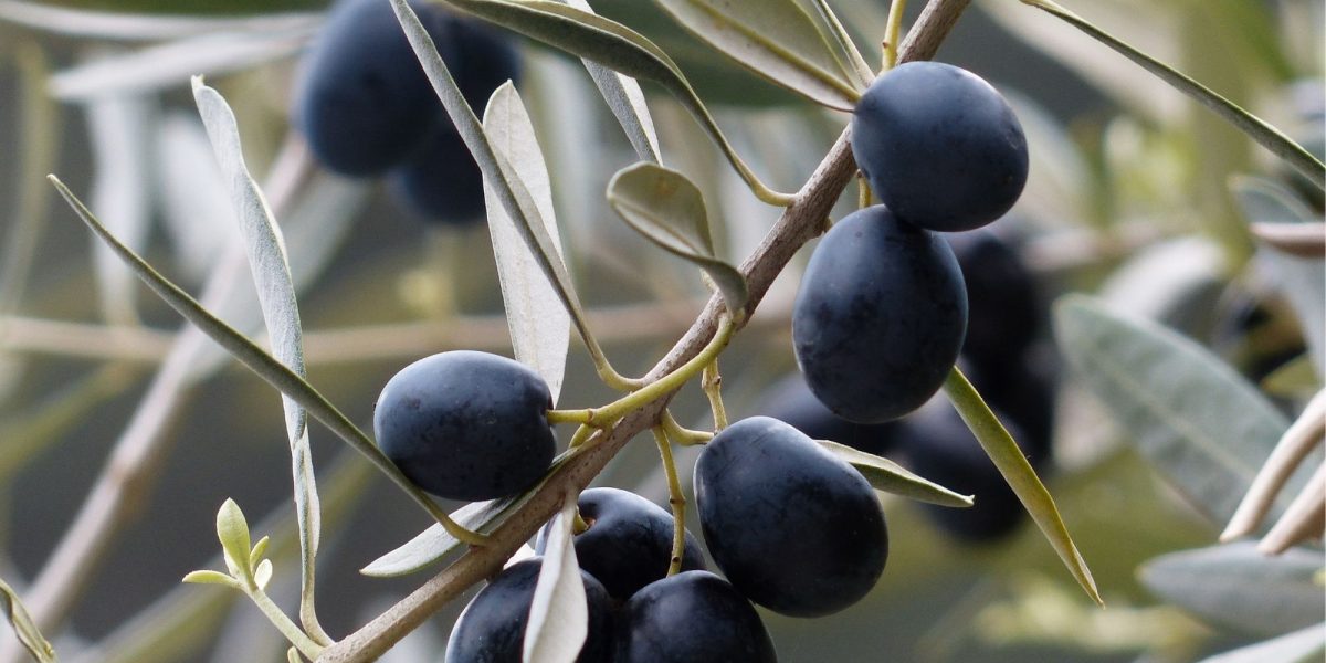 Un increíble caso de éxito del uso de Polyter en una plantación de olivos