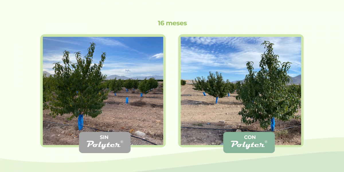 Caso de éxito: Cultivo de nectarinas – Zona de Mazarrón (Murcia)